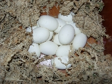 eggs