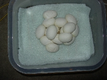 eggs removed
