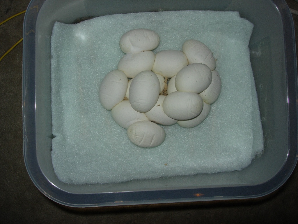eggs removed