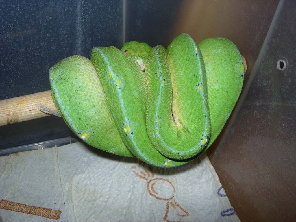 A.G.