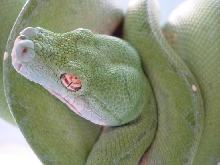 eye shot