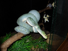 wamena female