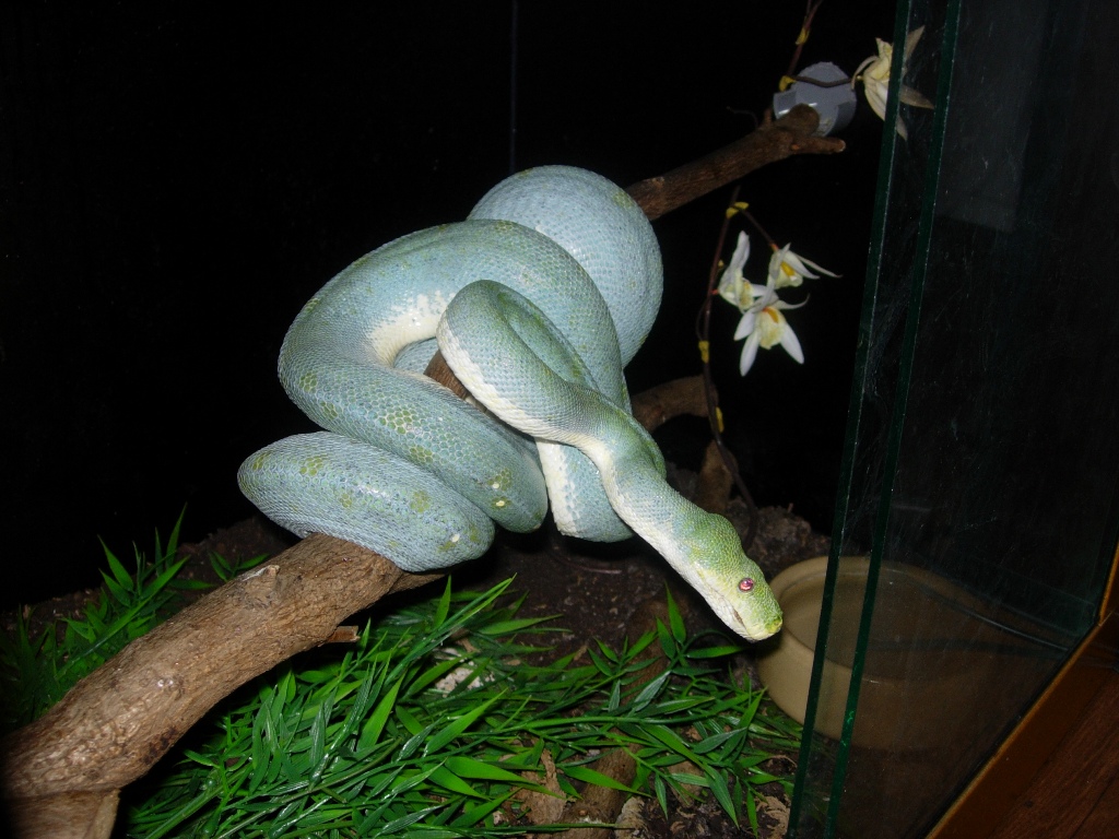 wamena female