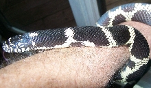 Chesapeake  Female