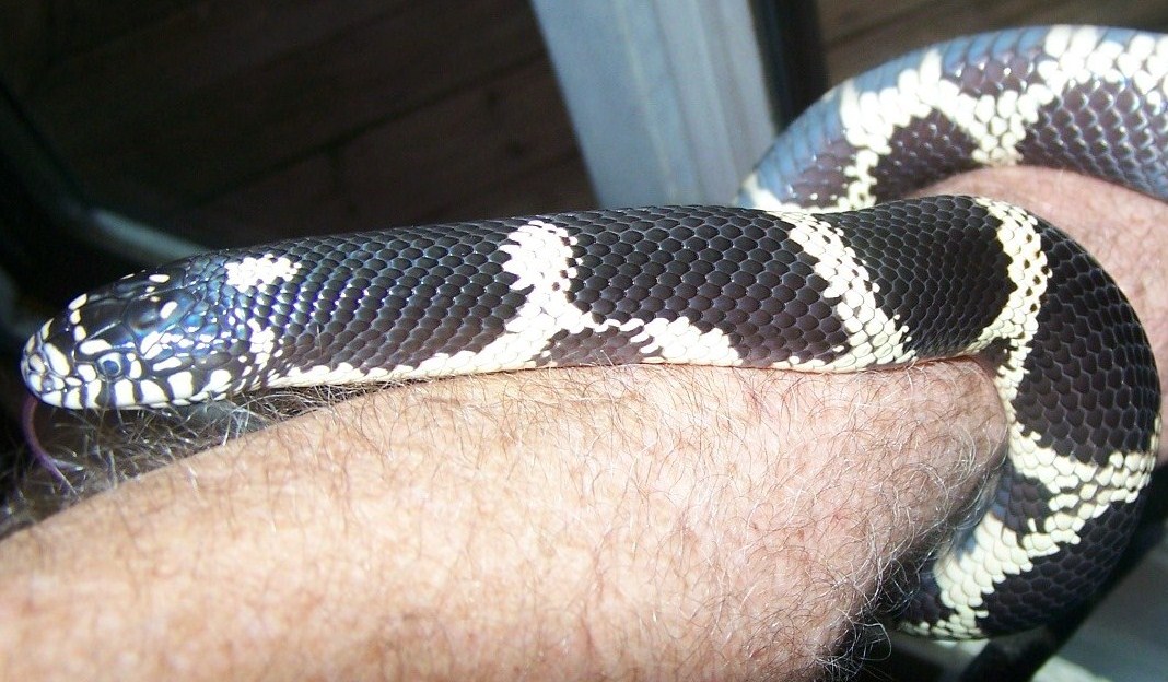 Chesapeake  Female
