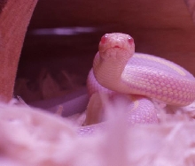 Striped ALbino Cali King