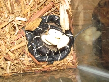Eastern King Female with More Eggs