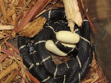 Eastern King Laying