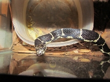 Male Eastern King