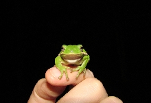 Hyla Cinerea