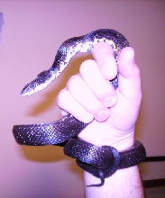 Dar Posing