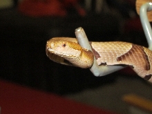 Male A. Contortrix