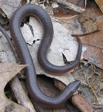 Eastern Worm Snake 1