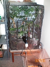 Cham cage