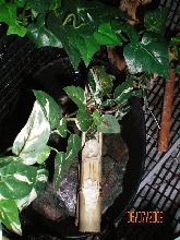 Cham fountain