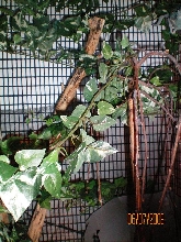 cage interior