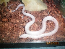 blizzard corn