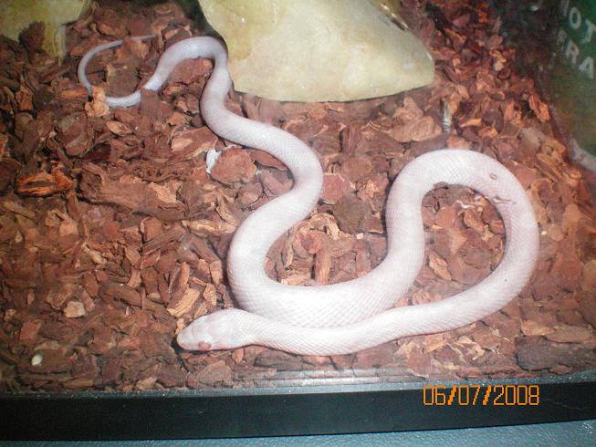 blizzard corn