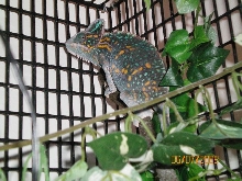 veiled cham