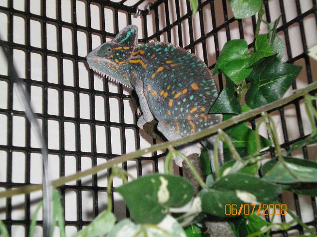 veiled cham