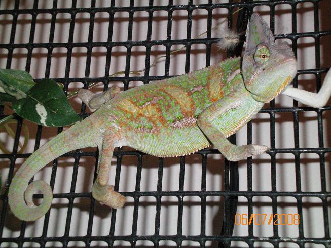 veiled cham 2