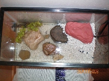 tadpole tank