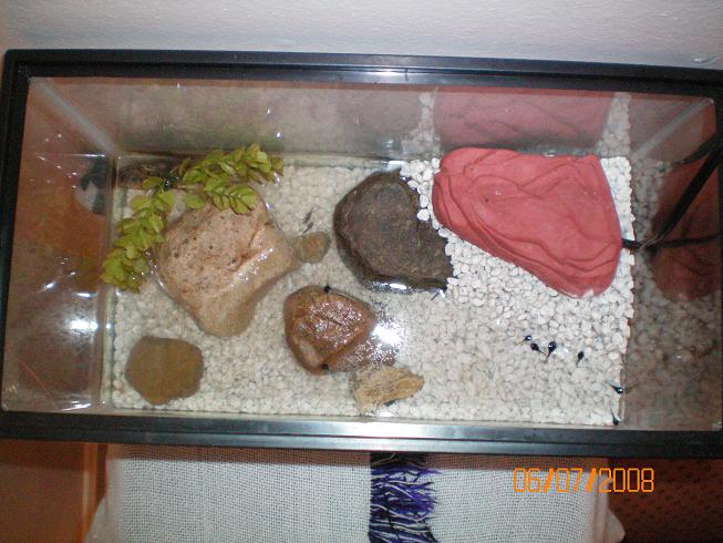 tadpole tank
