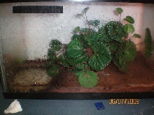 fire bellied toads