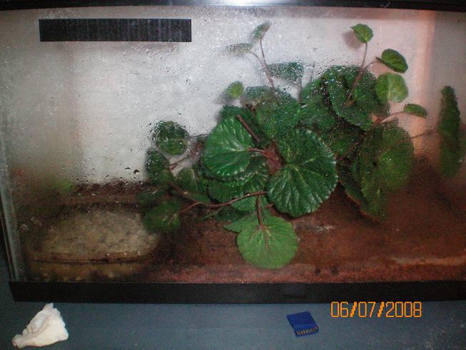 fire bellied toads