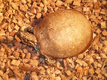 tortie