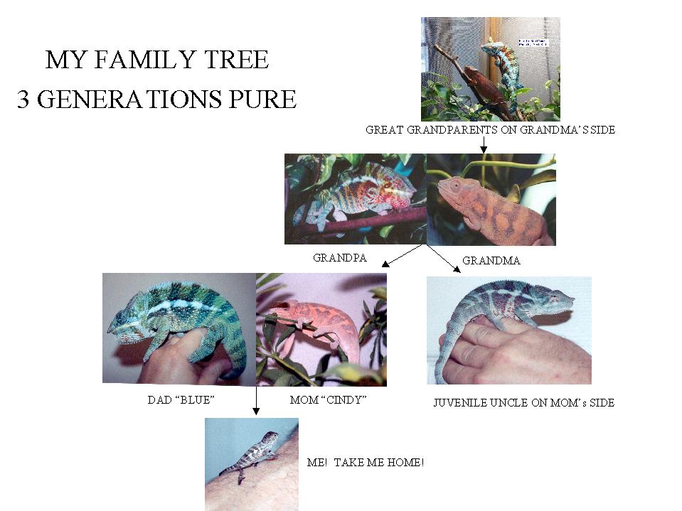 Ambanja Family Tree