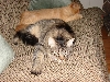 Gunner and Shana