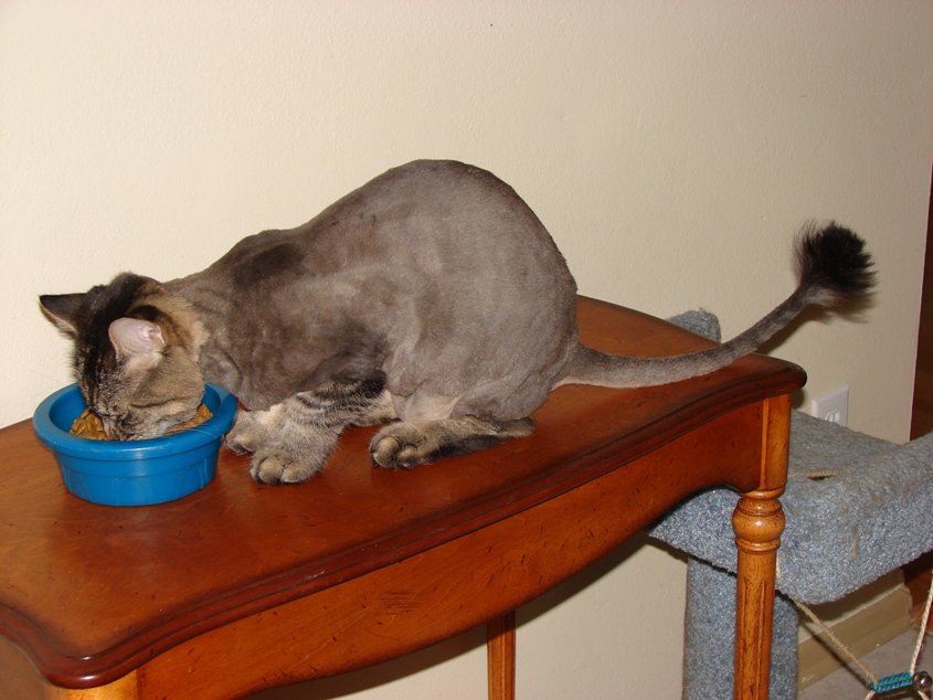 Gunner after summer cut 1