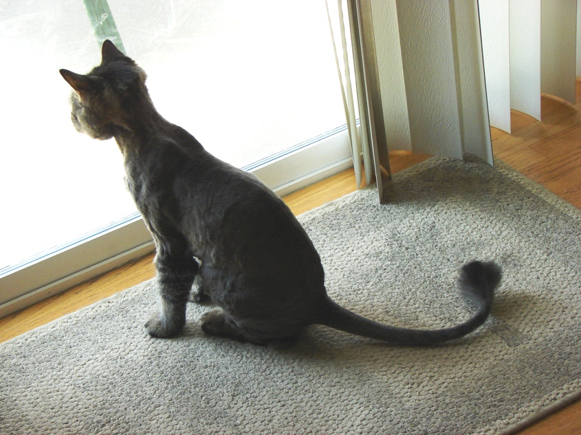 Gunner after summer cut 2