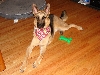 Rebel after grooming 1