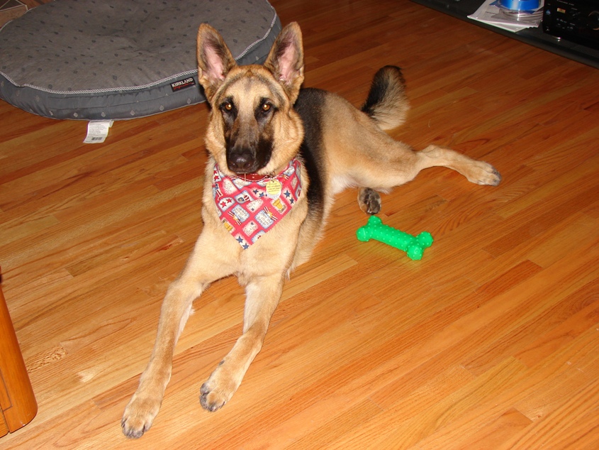 Rebel after grooming 1