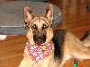 Rebel after grooming 2