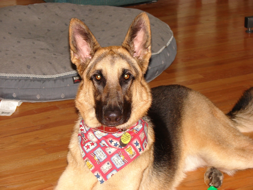 Rebel after grooming 2