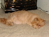 Shana after her summer cut