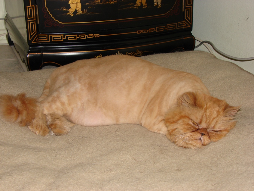 Shana after her summer cut