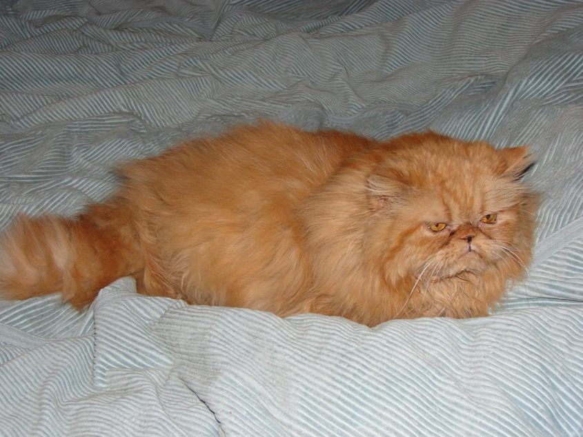 13yr old Shana before her summer cut
