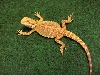 fsm060607_1