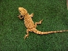fsm060607_4