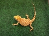 fsm060607_6