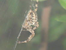 Spider photo 1