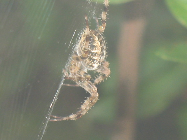 Spider photo 1