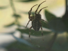 Spider photo 2