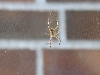 Spider photo 3