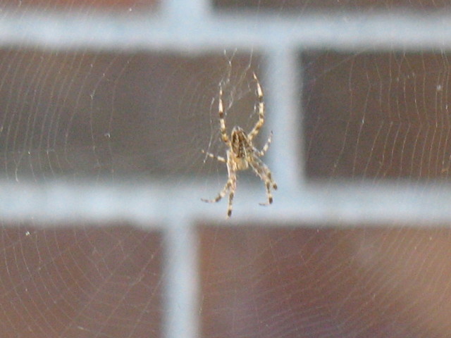 Spider photo 3