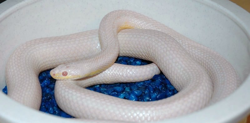 0.1 snow stripe corn snake